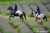 parco_conero110