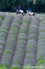 parco_conero115