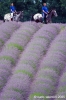 parco_conero127