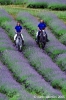 parco_conero135