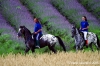 parco_conero142