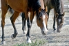 parco_conero_azalee19