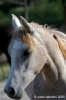 parco_conero_azalee21