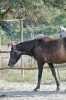 parco_conero_azalee26
