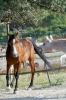 parco_conero_azalee28
