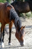 parco_conero_azalee30