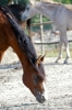 parco_conero_azalee31