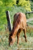 parco_conero_azalee33