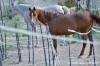 parco_conero_azalee34
