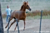 parco_conero_azalee37