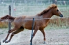 parco_conero_azalee38