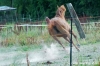 parco_conero_azalee39