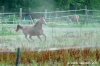 parco_conero_azalee40