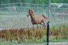 parco_conero_azalee41
