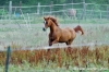parco_conero_azalee43