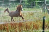parco_conero_azalee46