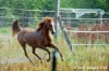parco_conero_azalee47