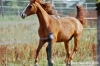 parco_conero_azalee48