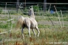 parco_conero_azalee50
