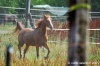 parco_conero_azalee52