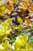 parco_conero_fortino056