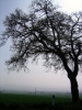 quercia_recanati