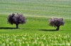 recanati_campagna01