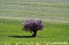 recanati_campagna02
