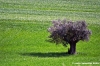 recanati_campagna04