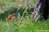 recanati_campagna10_060404