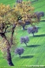 recanati_campagna12