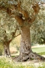 recanati_campagna14