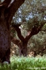 recanati_campagna15