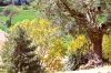 recanati_campagna19