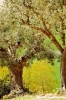 recanati_campagna21