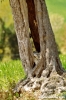 recanati_campagna22