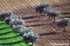 recanati_campagna25
