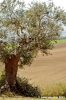 recanati_campagna25_050422