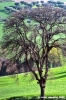 recanati_campagna27