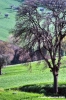 recanati_campagna28