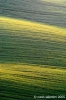 recanati_campagna2_050415