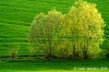 recanati_campagna4