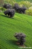 recanati_campagna5
