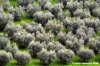 recanati_campagna7