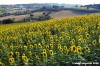 recanati_girasole1