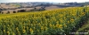 recanati_girasole2