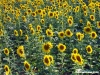 recanati_girasole3