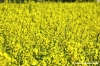 recanati_primavera001