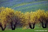 san_severino_marche002