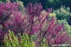 san_severino_marche016